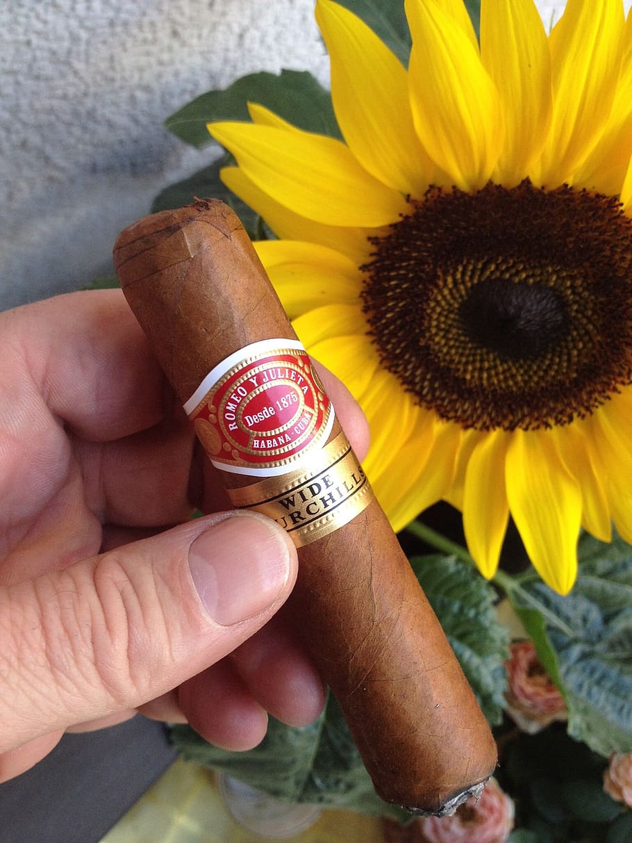 cigar, smoking, pleasure, enjoy, habana, cuba, flowering plant, hand, flower, human hand