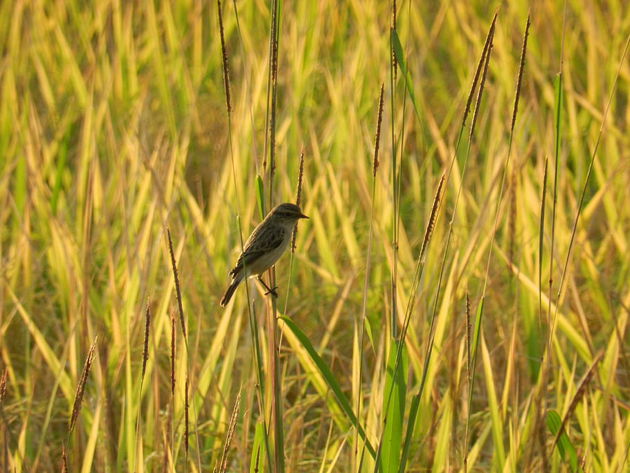 bird, wildlife, india, nature, sunset, farm, rice, paddy, small, wild