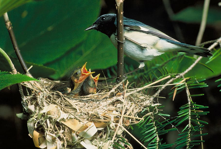 black, white, bird, stand, nest, blue-throated blue warbler, chicks, macro, close-up, nature