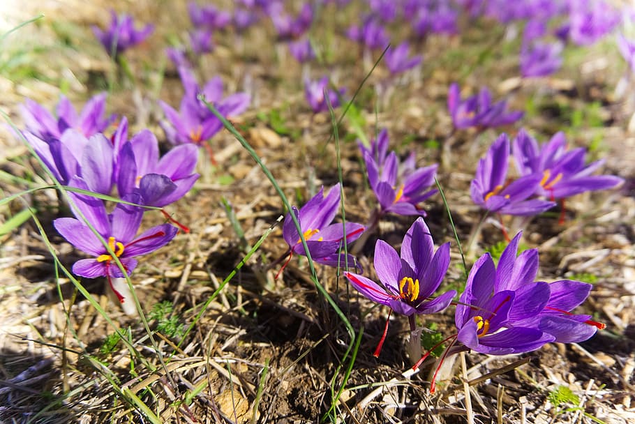 azafrán, crocus sativus, cosecha, flores de azafrán, otoño, especias, flores, poitiers, plantación, flor