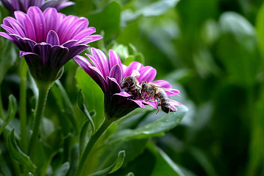 selective, focus photography, bees, purple, flowers, Plant, Flower, bornholm marguerite, osteospermum ecklonis, honey bee