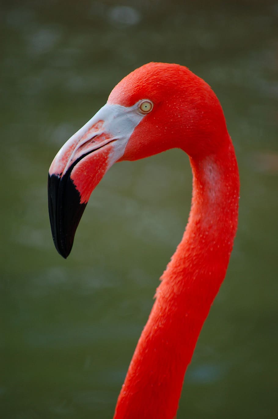 Flamingo, berwarna merah muda, burung, hewan, alam, warna-warni, margasatwa, eksotik, kebun binatang, bulu
