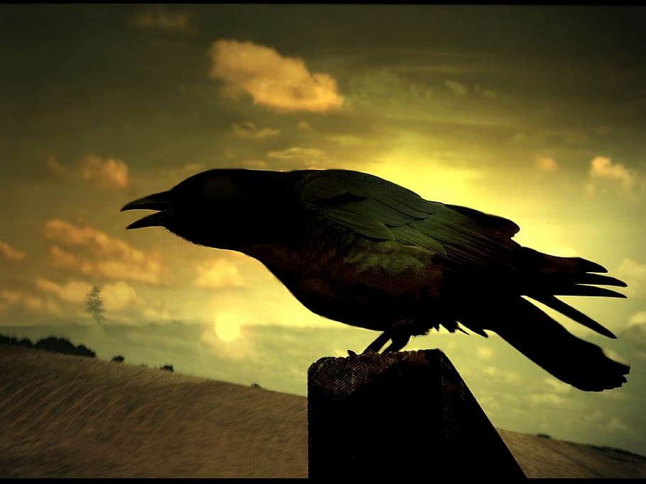 hitam, gagak, platform, burung kormoran, sayap, batu, burung, corvus corone, ikon, corvidae