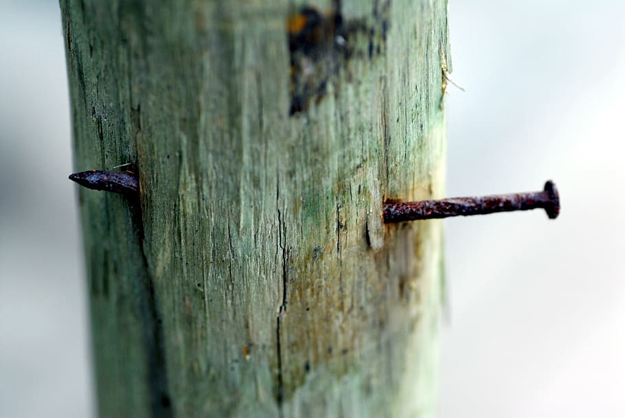 tip, oxide, trunk, nail, wood - material, close-up, selective focus, day, outdoors, rusty