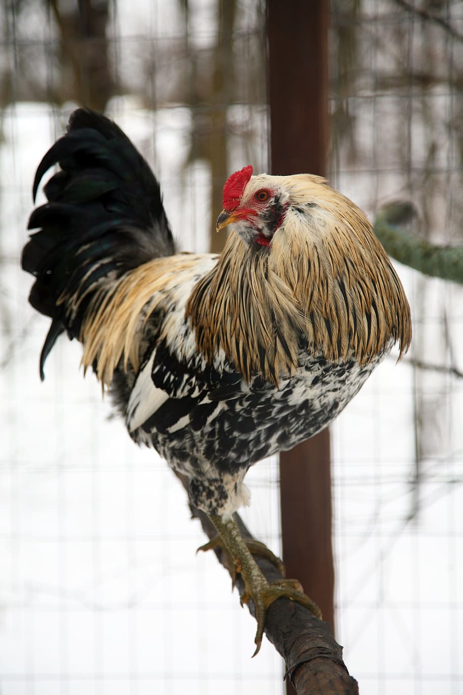 selective, focus photo, yellow, white, black, rooster perching, twig, rooster, nature, outdoors