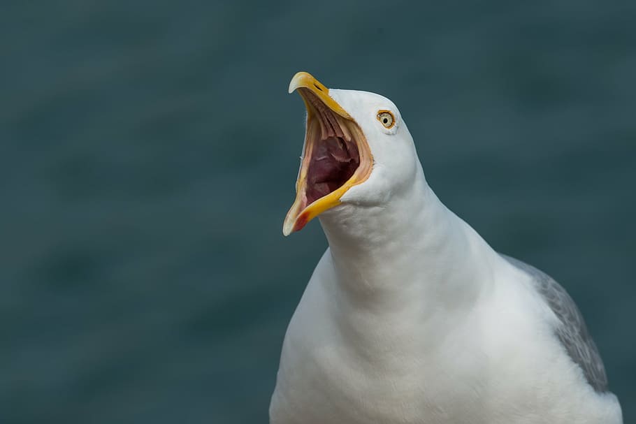 foto de foco, gaivota de bico anelado, gaivota, gritar, gritador, garganta, arenque, larus argentatus, gaivota grande, seevogel