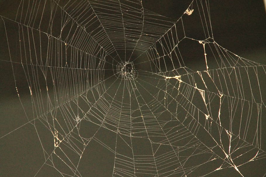 spider web, web spider, spider, web, trap, nature, cobweb, net, silhouette, black