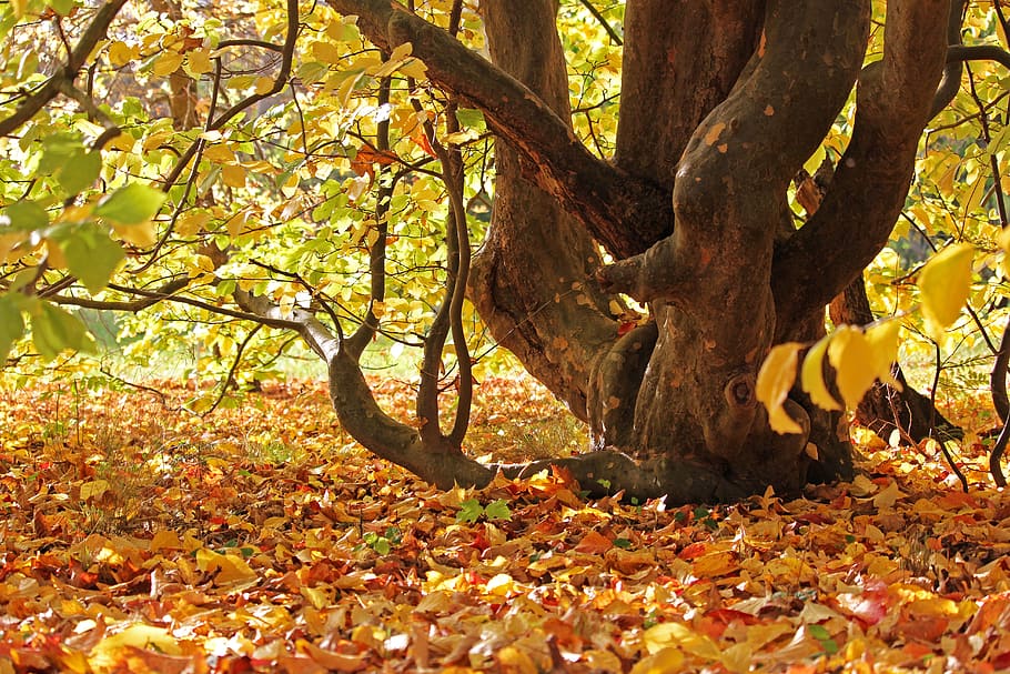 arboretum, greifswald, park, autumn forest, leaves, deciduous tree, log, october, autumn, bright