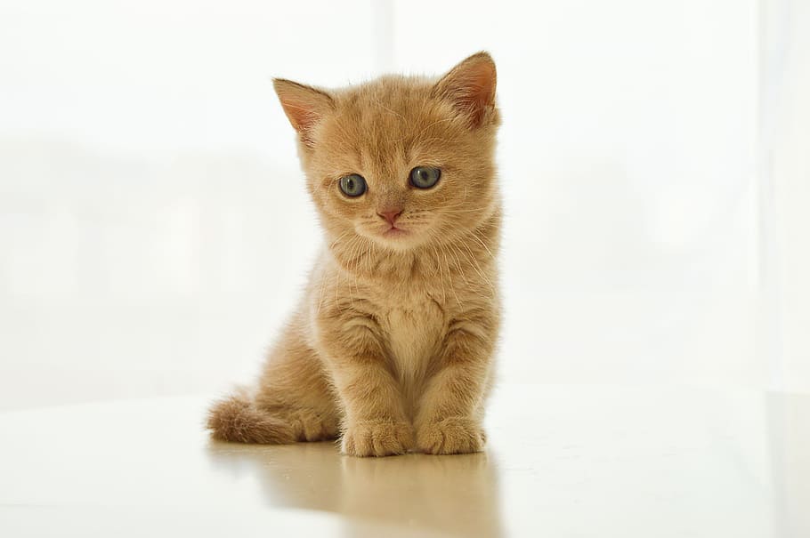 オレンジの短い毛皮の子猫, オレンジ, 短い, 毛皮, 子猫, イギリス, キティ, 飼い猫, ペット, カメラ目線