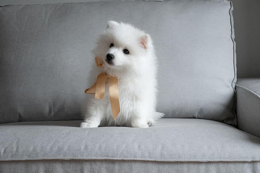 japanese, tip, puppy, dog, cute, bow, one animal, mammal, domestic, pets
