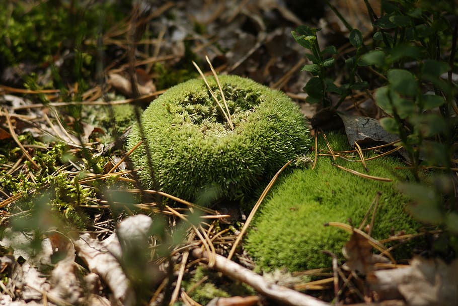 moss, bielistka, protected, forest, fleece, bor, growth, green color, plant, selective focus
