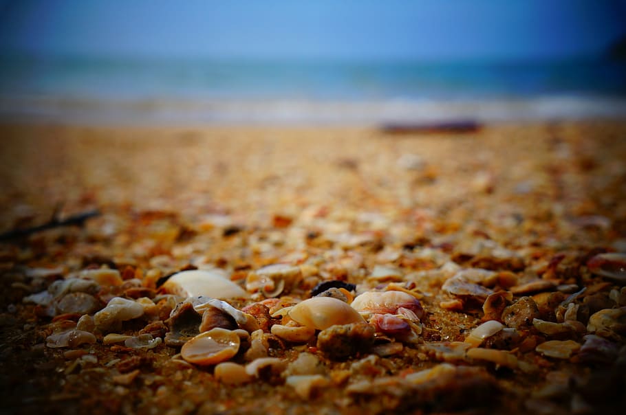 conchas do mar na praia, sortidas, nozes, marrom, superfície, conchas do mar, costa, praia, areia, oceano