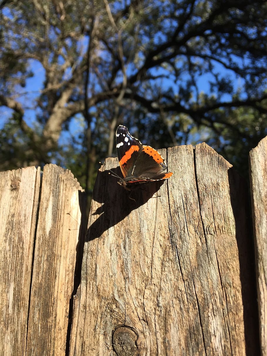 Butterfly, Red Admiral, Nature, Insect, wildlife, wings, lepidoptera, wood - material, tree, outdoors