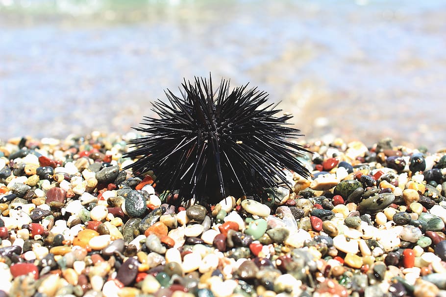 Sea Urchin, Pebbles, Beach, Greece, sea, one animal, sea life, animal themes, animal wildlife, animals in the wild