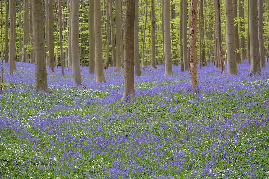 hallerbos, flowers, bluebell, wild hyacinth, forest, colors, blue, nature, landscape, plant