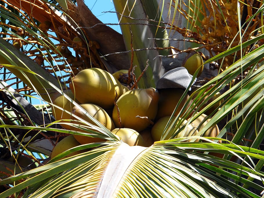 Coconuts, Palms, Trees, Tropical, Fruits, exotic, delicious, tasty, green, leaves