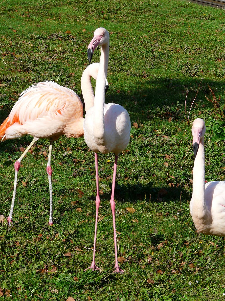 flamingo, putih, kaki panggung, Kaki, berwarna merah muda, phoenicopteriform, phoenicopteridae, burung-burung, kelompok, sekelompok binatang