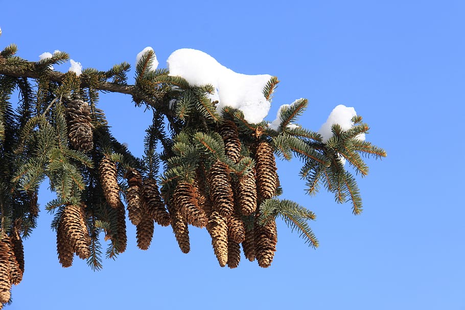 árbol, naturaleza, cielo, invierno, rama, vista de ángulo bajo, planta, cielo despejado, crecimiento, día