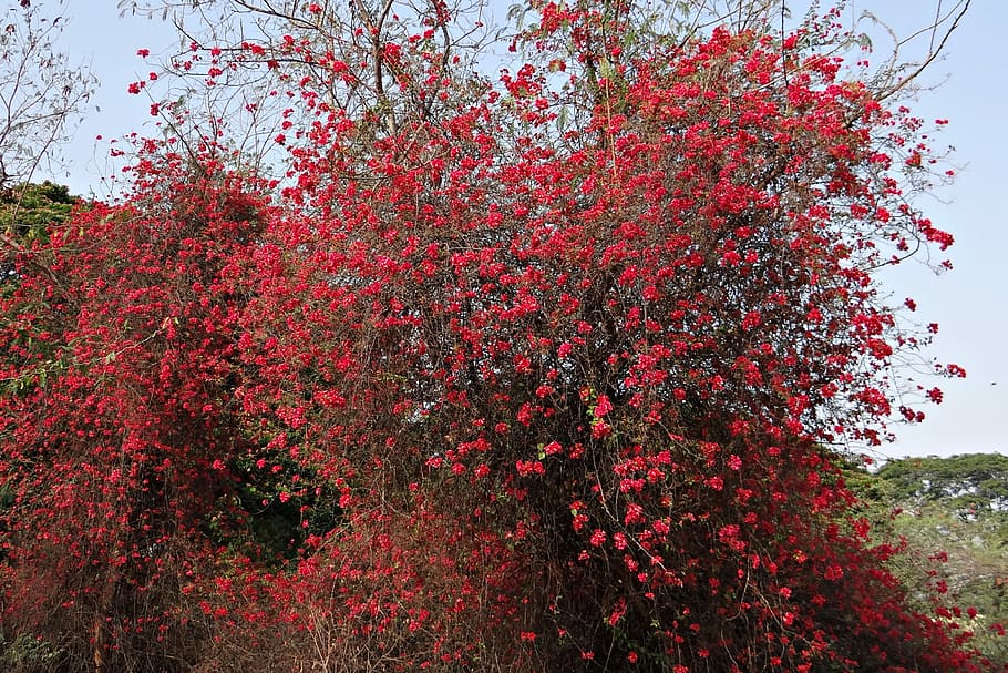 Buganvilla, flores, flor, rojo, profusión, india, árbol, crecimiento,  naturaleza, al aire libre | Pxfuel