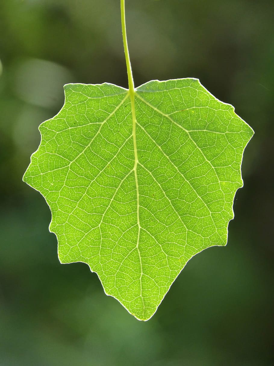 leaf, poplar, translucent, outbreak, vegetation, plant part, green color, close-up, plant, nature