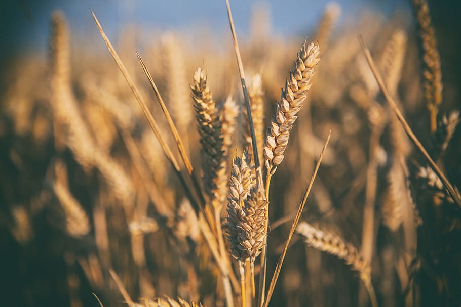 Campo de trigo, Kent, Inglaterra, naturaleza, granja, verano, trigo, agricultura, escena rural, campo