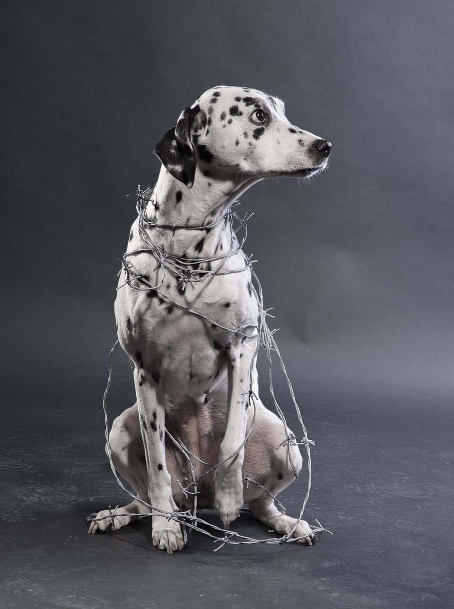 adult, white, black, dalmatian, barbed, wires, black and white, white Dalmatian, gray, surface