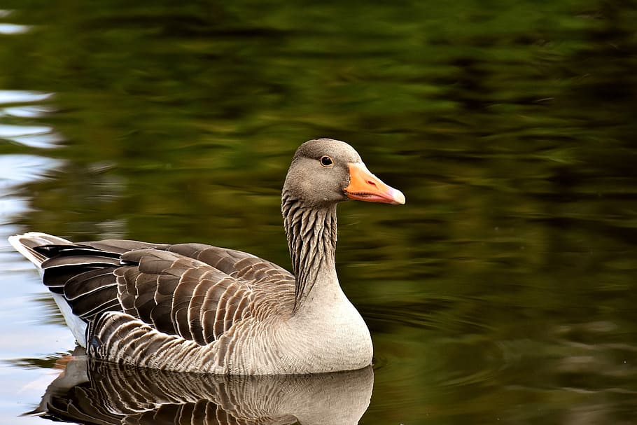swimming brown duck, goose, wild goose, water bird, bird, nature, poultry, greylag goose, wildlife photography, aquatic animals