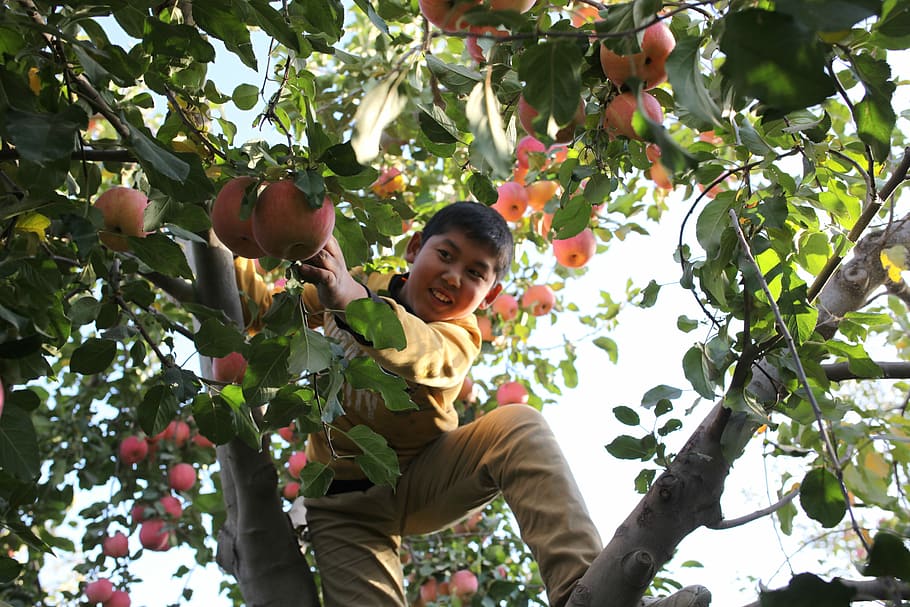 Aksu, manzana, árbol, niño, pendiente roja, china, jardín, fruta, cosecha, vista de ángulo bajo