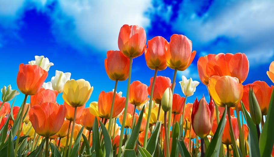 naranja, amarillo, tulipanes, primer plano, foto, durante el día, rojo, macro, color vivo, naturaleza